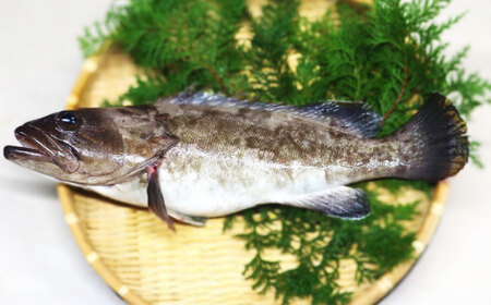 長崎の森で育てた『幻のクエ』 刺身用 5～6人前（1kg～2kg前後）／ 海鮮 魚介 刺身 クエ 鍋 高級魚 長崎県 長崎市