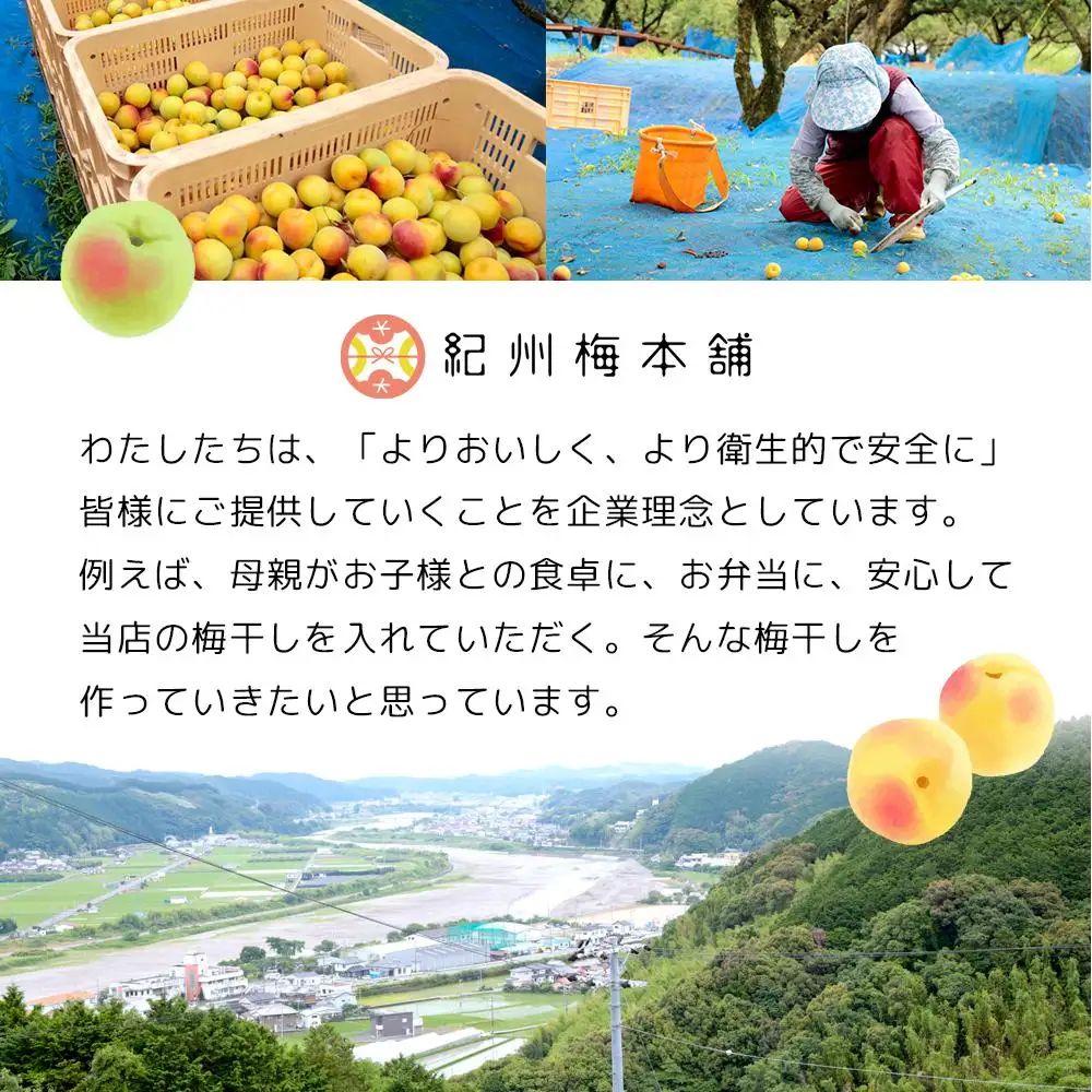 紀州南高梅 口熊野 ご家庭用 1kg 白梅 塩分約22％