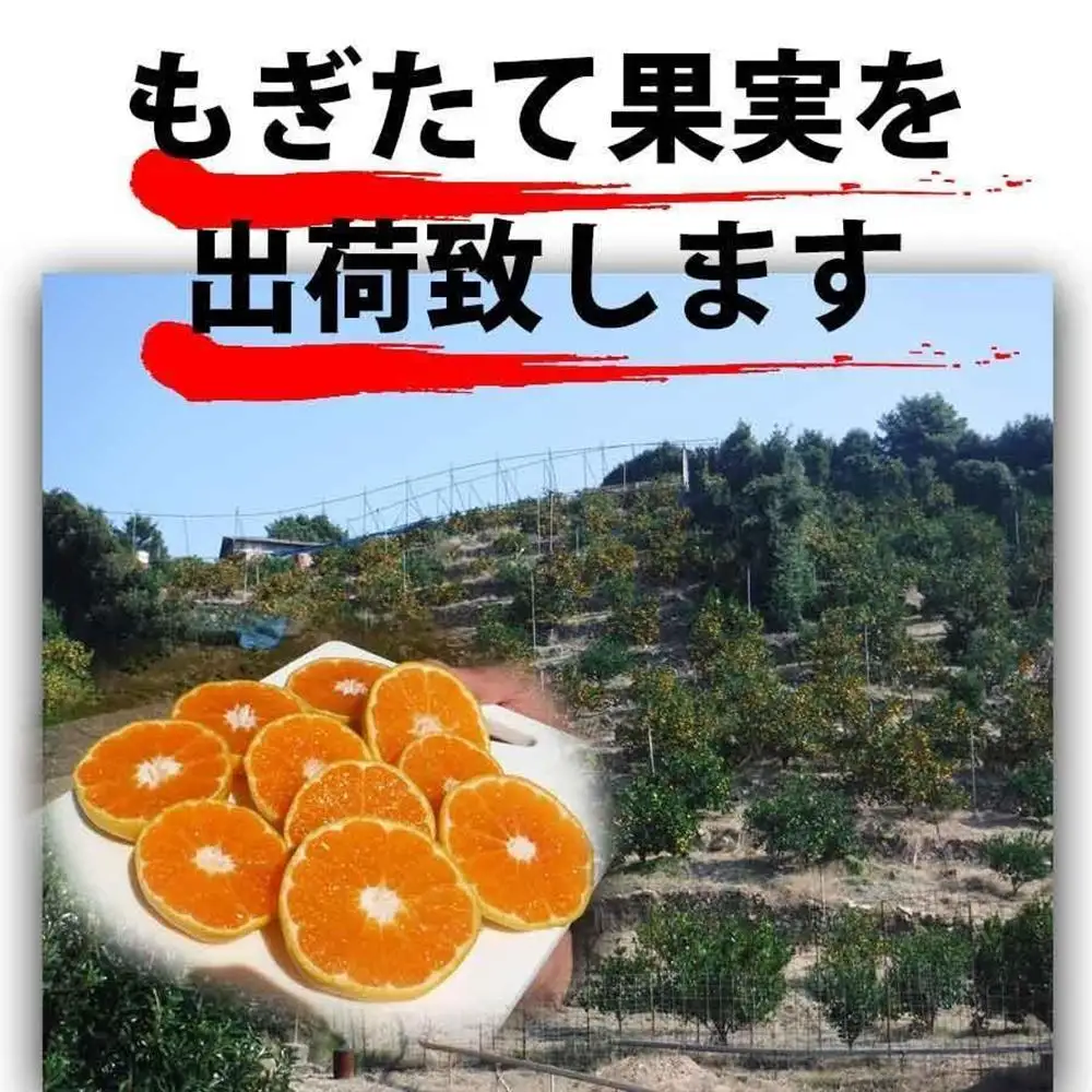 せとか みかんの大トロ 約5kg 訳あり ブランド 和歌山 有田みかん 農家直送 オレンジ フルーツ 果物