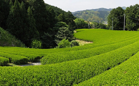 【先行予約 2026年5月11日以降順次発送予定】 新茶 3種 オーガニック新茶