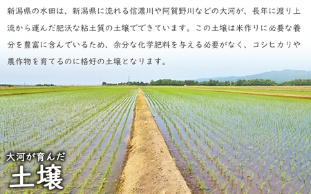 こしひかり 新潟産 コシヒカリ 5kg 毎月3回 連続でお届けします。定期便 米 お米 こめ コメ ごはん 新潟 白米 コシヒカリ ブランド米 銘柄米 お取り寄せ 産地直送 
