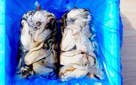 【産地直送】三陸山田産 剥き身 牡蠣 約500g×2パック 大福丸 岩手県 三陸山田 山田町 山田湾 三陸 海産品 かき カキ YD-724