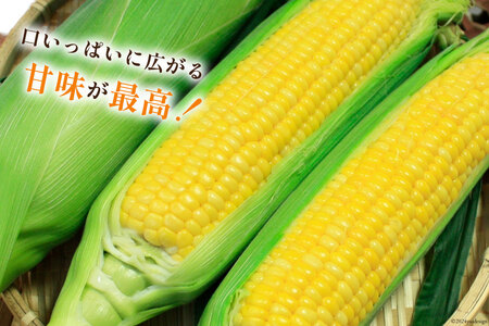 【期間限定発送】 野菜 とうもろこし ( ゴールドラッシュ ) 12本入 約5kg [笛吹農業協同組合 山梨県 中央市 21470872] やさい トウモロコシ コーン 甘い スイートコーン 季節限定 期間限定【2026年6月上旬～7月上旬発送予定】