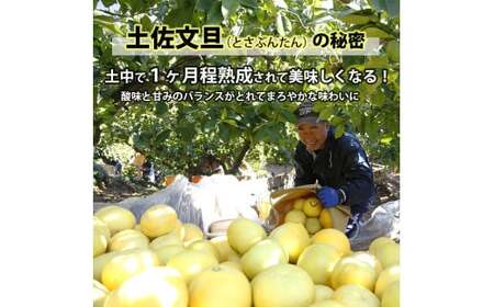 【先行予約】【果樹園直送】土佐文旦　4L　2個入り　1.5kg 大玉〈2027年2月中旬?3月下旬頃発送〉  / 　特選品贈答用　果物　柑橘　フルーツ　ぶんたん　ブンタン　分担　高知県土佐市　お取り寄せ 産地直送　おいしい 【白木果樹園】 [BQAI003]