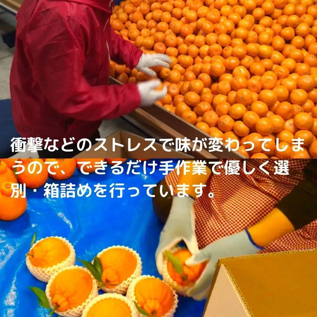 みかん満足セットM | 定期便 全3回 フルーツ みかん 不知火 バター 12月～2月