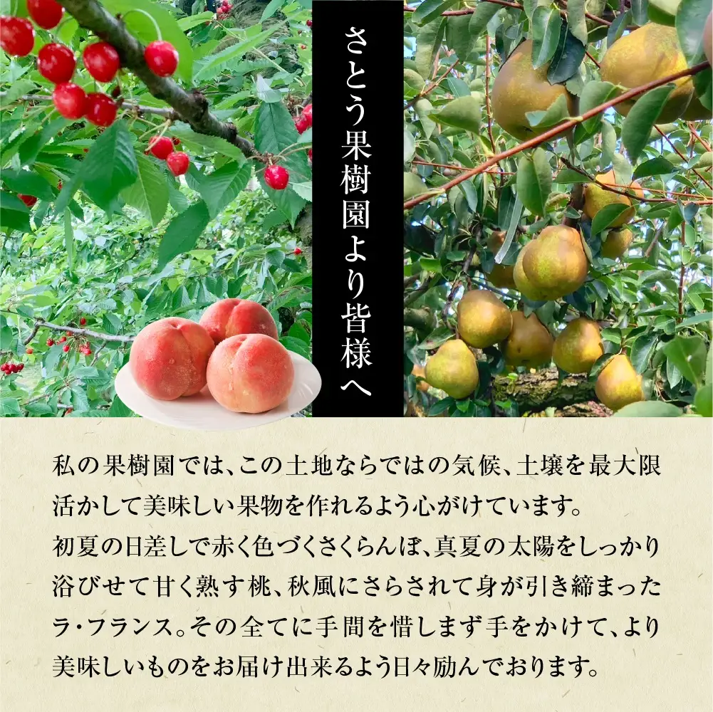 山形県上山市産　白桃（品種おまかせ）３ｋｇ　0136-2601