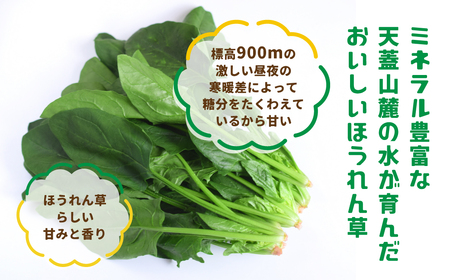 令和8年産 ほうれん草 × ベーコン セット ほうれん草