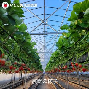 【冷凍】 静岡県産いちご 紅ほっぺ 1kg 苺 フルーツ◇