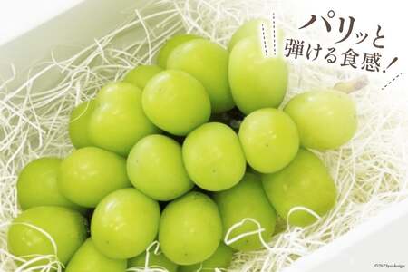 【2026年発送】ぶどう  シャインマスカット 予約 約  500g 1房 [Inakakara 山梨県 韮崎市 20745255]
