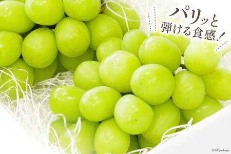 【2026年発送】ぶどう シャインマスカット 予約 約 500g 3房 計約 1.5kg [Inakakara 山梨県 韮崎市 20745257]