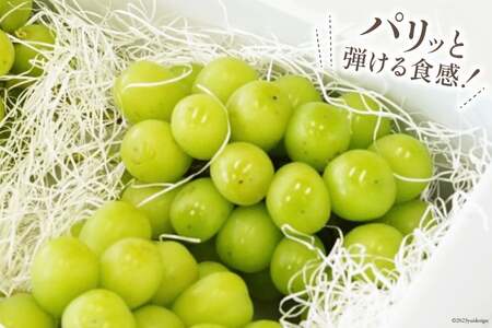 【2026年発送】ぶどう シャインマスカット 予約 約500g 4房 計約 2kg [Inakakara 山梨県 韮崎市 20745258]