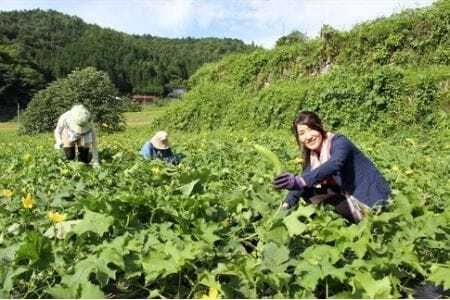新・発酵飲料　はだ恵り