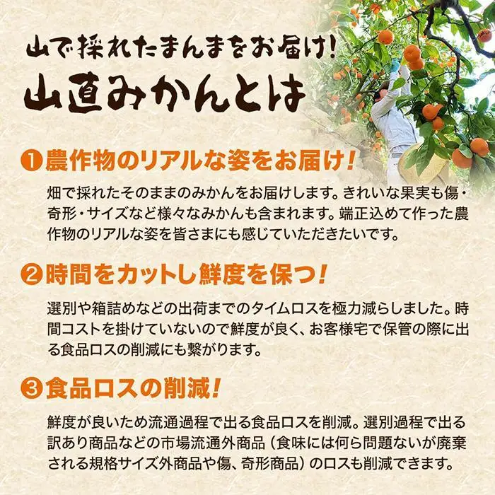 有田みかん 訳あり みかん 約0.9kg  和歌山県産