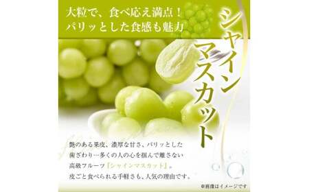 《先行予約 2026年度発送》山形県産 大房大粒シャインマスカット 700g～800g マスカット ぶどう ブドウ 葡萄 デザート フルーツ 果物 くだもの 果実 食品 山形県 FSY-1800