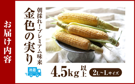朝採れ！プレミアム味来　～金色の実り～　4.5kg以上(2L〜L)・S064