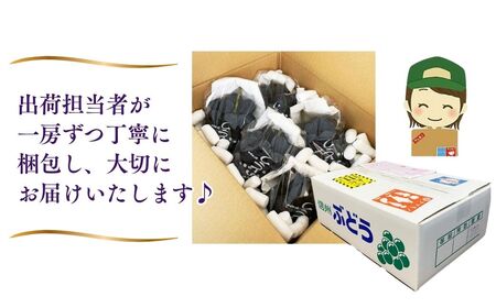 【2026年先行予約】訳あり ナガノパープル 家庭用 約2kg（4~6房）※最低1.8kg以上 ｜ ぶどう ぶどう