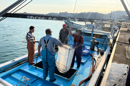 しらす 訳あり お船出 釜揚げしらす 250g 2p 計 500g [お船出ちりめん村上屋 宮崎県 日向市 452061050]