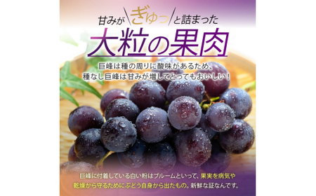 【2026年先行】 長野県産 種なし 巨峰 2房 （ 約 1kg ） 【9月下旬以降発送予定】 | 