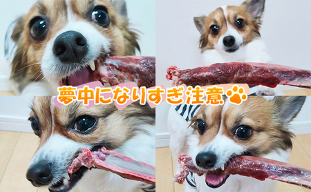 北海道産 ペット用 鹿 カット肉 1kg 生あばら骨 500g×1 【deer food】[ 鹿肉 犬 エゾシカ 犬用 おやつ 鹿肉 ペットフード えぞしか肉 ジビエ ご褒美 ストレス解消 歯石ケア ] 