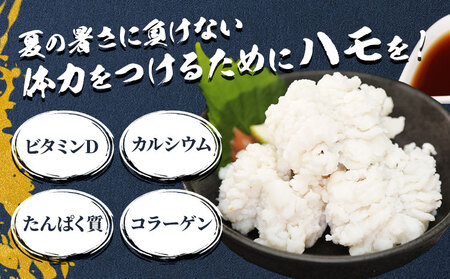 お手頃 ハモ300g《7月上旬-9月末頃出荷予定》