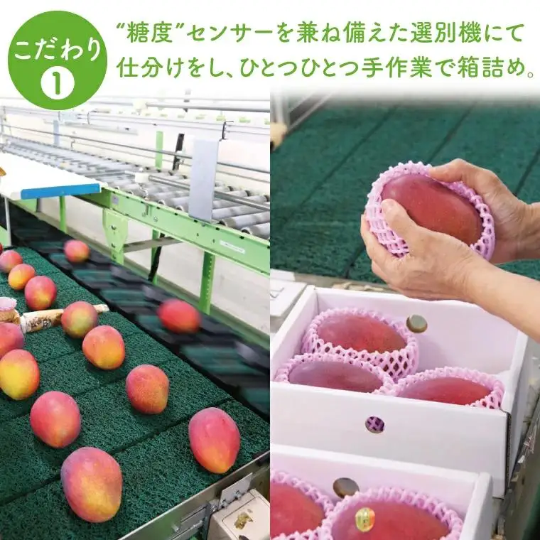 菜々色畑のキーツマンゴー 2～3玉(約2kg)【化粧箱】