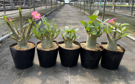 Adenium arabicum アデニウム アラビカム 3株 長与町/アグリューム[EAI158] 