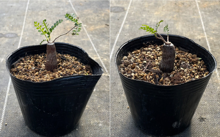 Operculicarya pachypus オペルクリカリア パキプス １株 長与町/アグリューム[EAI161] 