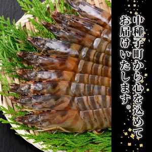 n281 訳あり 車海老 規格外 バラ セット 計1.8kg・300g前後 × 6P 【車海老日本株式会社】