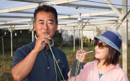 【先行受付】【2026年発送】沖縄県八重瀬町産 島らっきょう約2.4kg - 20％増量中 生らっきょう 国産 甘酢漬け 漬物 天ぷら チャンプルー 有機栽培 おすすめ 送料無料