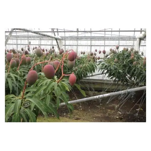 菜々色畑の赤秀アーウィンマンゴー 3～4玉(約1.5kg)【化粧箱】