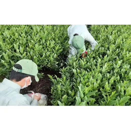 ウールで育てたお茶 お試しセット（かぶせ茶、ほうじ茶）マルシゲ清水製茶【お茶 茶 飲料 ギフト 贈り物 プレゼント 三重県 四日市 四日市市 】