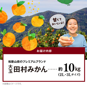 AB7302_ 【2026年先行予約】大玉田村みかん 2L・3Lサイズ 秀品 約10kg _ 和歌山プレミアムブランドみかん 大粒有 大きい 蜜柑 ミカン フルーツ 果物 ギフト お歳暮