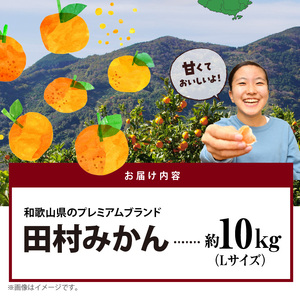 AB7304_ 【2026年先行予約】プレミアムブランド 田村みかん Lサイズ 秀品  約10kg _和歌山県産 蜜柑 ミカン フルーツ 果物 ギフト お歳暮 完熟