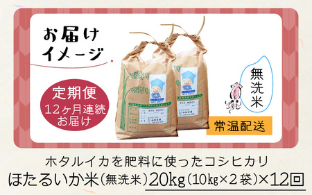 ほたるいか米　米定期便 コシヒカリ20kg 12か月 無洗米 20kg 12ヵ月 定期便 [O-021005]