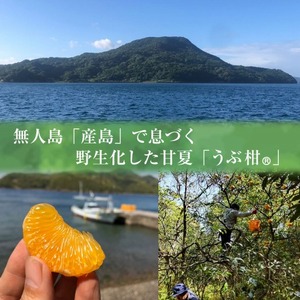S136-004_うぶ柑オランジェット〈先行受付〉
