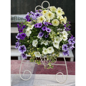 【全2回定期便】 【オンライン決済限定】 花 ハンギングバスケット 寄せ植え 生花 自然 お花 植物 フラワー ギフト ガーデニング 飾り 庭 ベランダ 壁掛け 贈り物 おすすめ オススメ 静岡県 藤枝市 |    