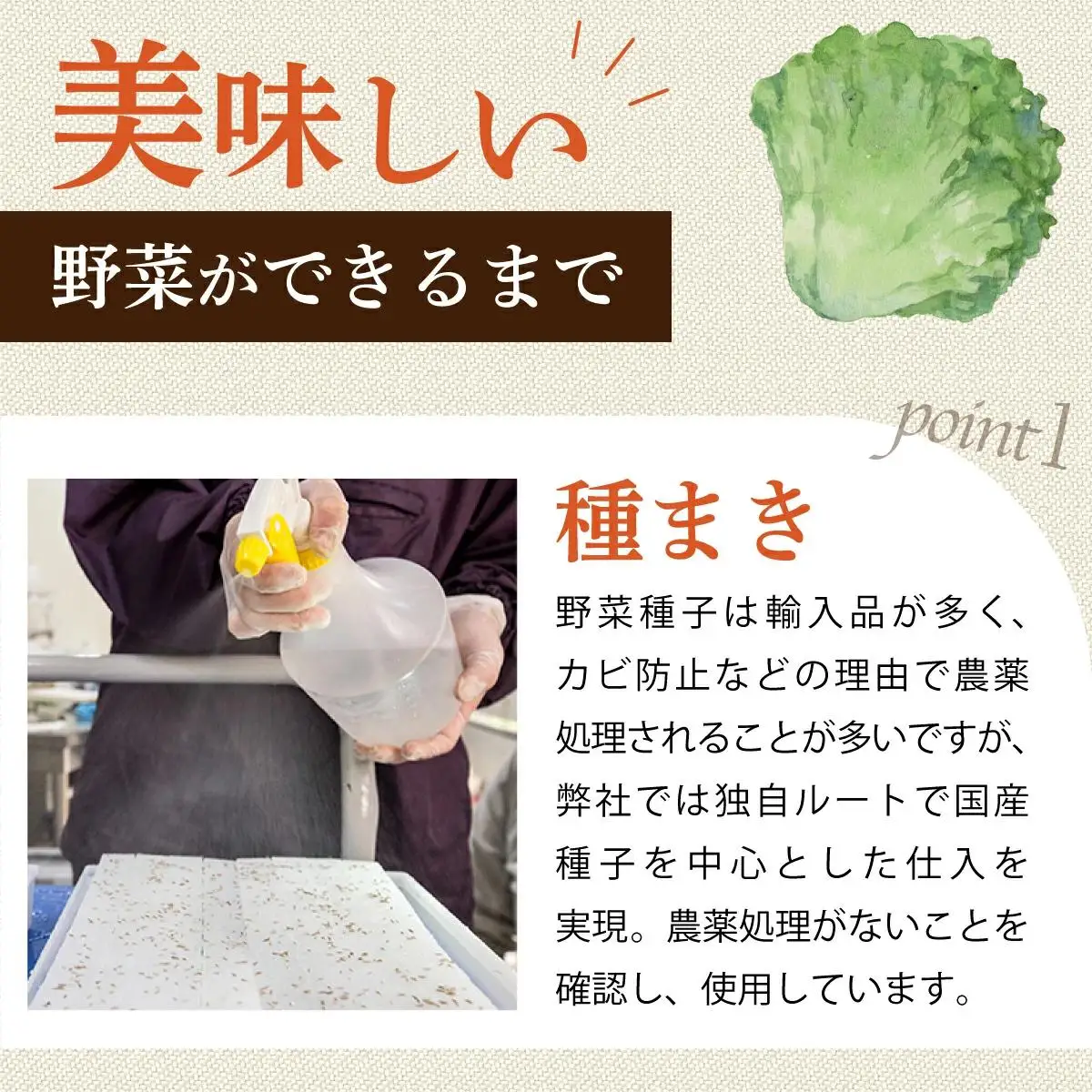 水と光と愛情で育ったレタス詰め合わせ 8袋入