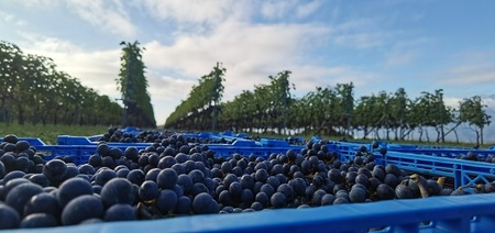 アケノ ヴェニュス カベルネ・ソーヴィニヨン 2023 750ml×1本　ワイン 赤ワイン 750ml×1本 アケノ ヴェニュス カベルネ・ソーヴィニヨン 2023 明野町ドメーヌ 自家畑 ぶどう100% 減農薬 程よい酸味 爽やか 日頃飲み 贈りもの ギフト 明野産 山梨県 北杜市  [h317]