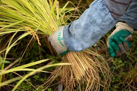 令和７年度産AKOMEYA TOKYO特別栽培米 コシヒカリ 窒素充填2kg×9回 定期便【コシヒカリ こしひかり 真空パック 減農薬 特別栽培米 贈答用 プレゼント ギフト アコメヤ D-308 】