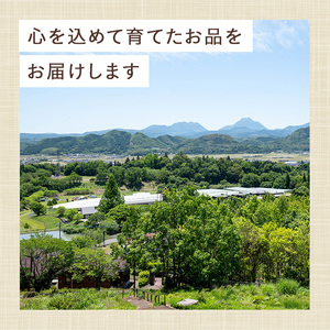 ＜先行予約受付中！2027年1月中旬以降順次発送予定＞＜数量限定＞ベリーツ いちご (計約560g・280g×2パック) 苺 イチゴ フルーツ 果物 くだもの 果実 ベリーツ【115800300】【大分中央農産】