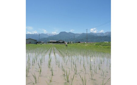 米 令和7年 栽培期間中農薬・化学肥料不使用 はぜ掛け 天日干し コシヒカリ 白米 5kg [まるごし農園 長野県 池田町 48110700]