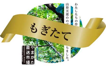【先行受付 令和8年度発送】もぎたてシャインマスカット1房 600g程度 ギフト箱入り FSY-2029