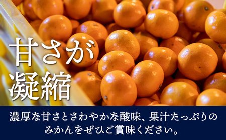 訳あり 若野みかん 約10kg 圦本悟農園 みかん