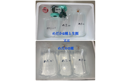 菊まるめだかの【いろ色めだか2種と生餌セット又はめだか3種セット】計12匹又は18匹 メダカ 幼魚～若魚 1.5～2.0cm ミジンコ ゾウリムシ いろ色めだか2種と生餌セット