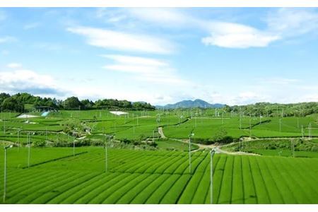 高級茶5種 飲み比べセット 計500g  深蒸し掛川茶 日本茶きみくら【5899】【配送不可地域：離島・沖縄県】【1658772】