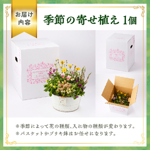 【お手軽ガーデニング】季節の寄せ植え（風の丘ガーデン） ギフト寄せ植え 贈答用寄せ植え 母の日 誕生日 記念