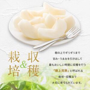 【2026年先行予約】爽やかな甘みとシャリ感！長野県産 幸水 約5kg（ 10 ～ 14 玉 ） 【８月下旬以降発送予定】