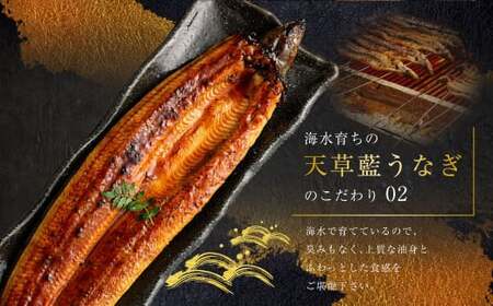 海水育ちの天草藍うなぎ 蒲焼 2～3尾セット 合計約400g タレ付き うなぎ 鰻 ウナギ 蒲焼き かば焼き うなぎの蒲焼 魚 お魚 父の日
