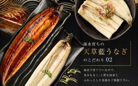 海水育ちの天草藍うなぎ 紅白3～4尾セット 合計約600g タレ付き うなぎ 鰻 ウナギ 蒲焼き かば焼き うなぎの蒲焼 魚 お魚 父の日