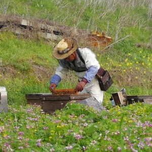 数量限定 純はちみつ 巣蜜 約250g 天然 国産 天然はちみつ 天然蜂蜜 天然ハチミツ 国産はちみつ 国産蜂蜜 国産ハチミツ 巣みつ はちみつ 蜂蜜 ハチミツ 純蜂蜜 純ハチミツ フルーティー ハニー 限定 福岡 福岡県 小郡市